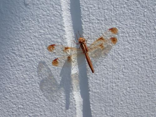 Réf. 203 829 : Neurothemis tullia